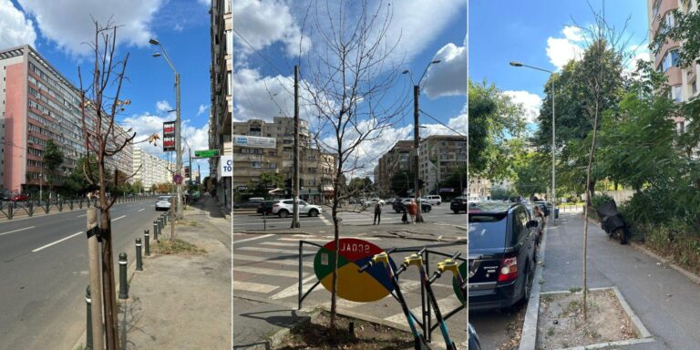 Probleme cu arborii uscați și degradarea spațiilor verzi în Sectorul 2
