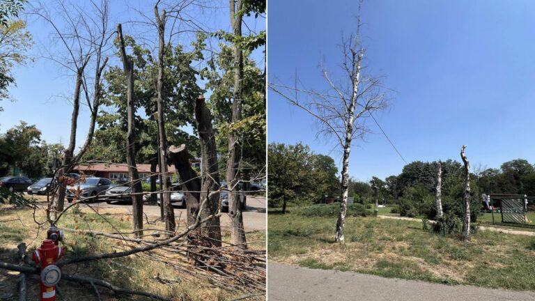Problemele de sănătate ale arborilor din Parcul Herăstrău: schimbările climatice și temerile bucureștenilor