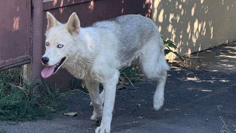 Rătăcitul Husky din Bucureștii Noi a încurcat drumul spre casă