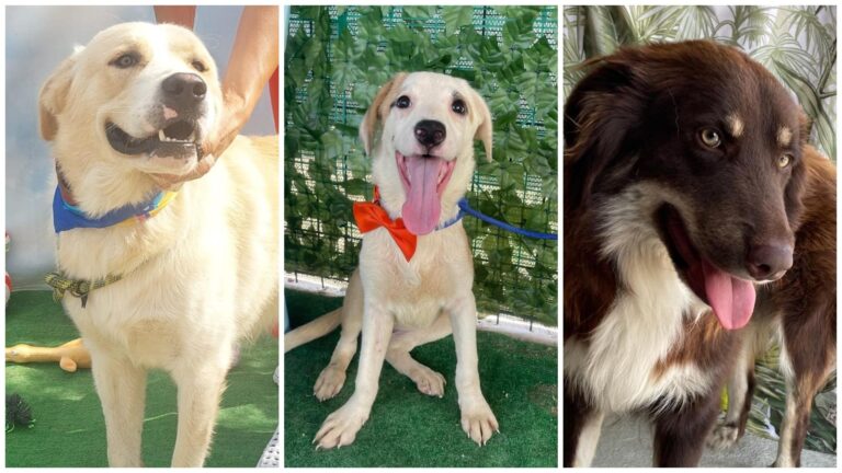 Șapte blănoși adorabili de la ASPA își caută viitori stăpâni. Adoptă unul acum!