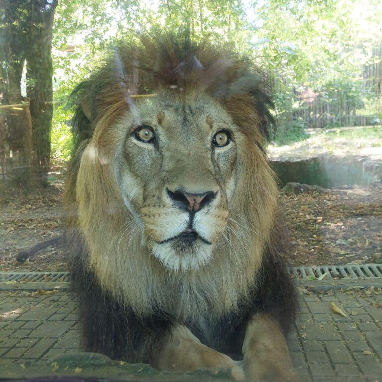 Sărbătoarea Leului la Grădina Zoologică din București