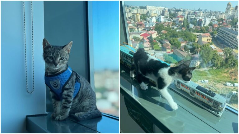 Sărbătoarea Pisicilor: Oreo și Sushi, Noii Colegi Blănoși ai TBPI