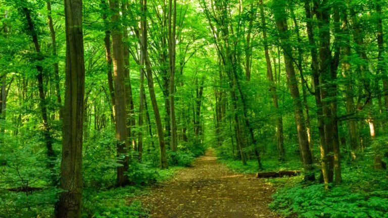 Scrisoare deschisă pentru blocarea drumului forestier din Pădurea Băneasa, semnată de peste 40 de ONG-uri, activiști și cetățeni. Se cere și desemnarea spațiului ca arie protejată