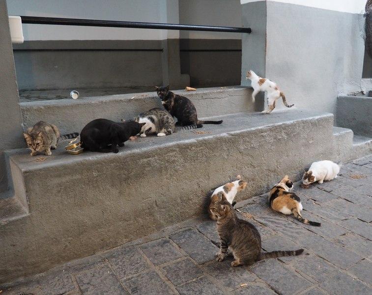 Sterilizarea gratuită a peste 10.000 de pisici în București