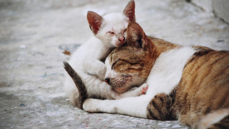 Sterilizarea gratuită a zece mii de pisici în București