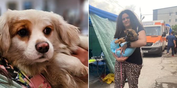 Sterilizări gratuite pentru căței în București