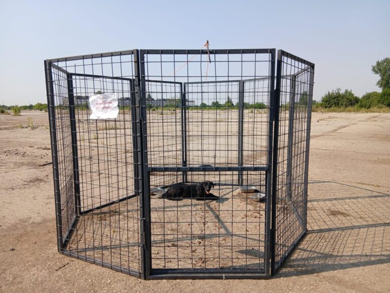 Țarcul-capcană, o metodă inovatoare de capturare a câinilor fără stăpân în București