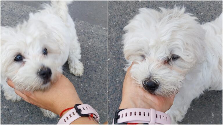 Un cățel alb rătăcește prin Bucureștii Noi, căutându-și stăpânii