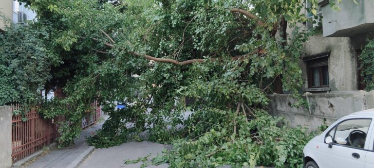 Un copac s-a prăbușit pe strada Ion G. Racoțeanu din Sectorul 3, blocând traficul
