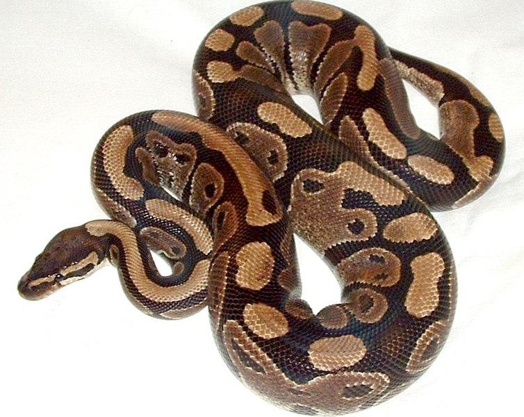 Un piton regal a fost găsit în baia unui apartament din București