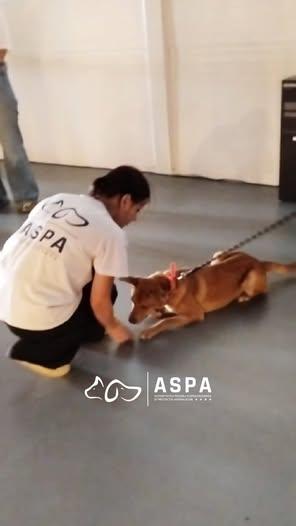 Voluntariatul aduce speranță și încredere câinilor din adăposturile ASPA!