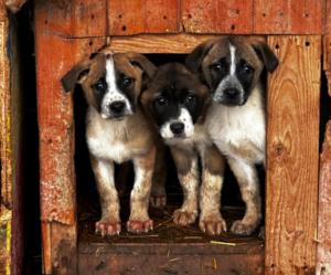 Ziua Internațională a Câinilor: Celebrăm loialitatea prietenilor patrupezi și susținem adopțiile din adăposturi