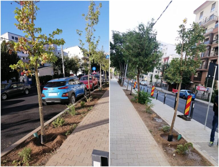 300 de Arbori de Gumă se plantează în Grozăvești 🍁
