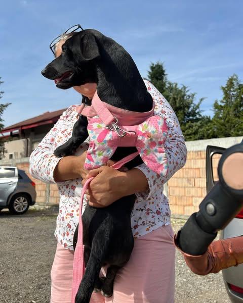 ASPA oferă sterilizări și microcipări GRATUITE pentru câinii de rasă comună