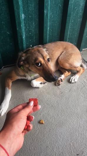 Abandonul câinilor: o problemă emoțională gravă