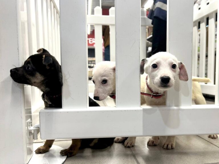 Bucureștenii iubitori de animale pot deveni „asistenți maternali” pentru căței, prin programul ASPA „Foster pentru adopție”