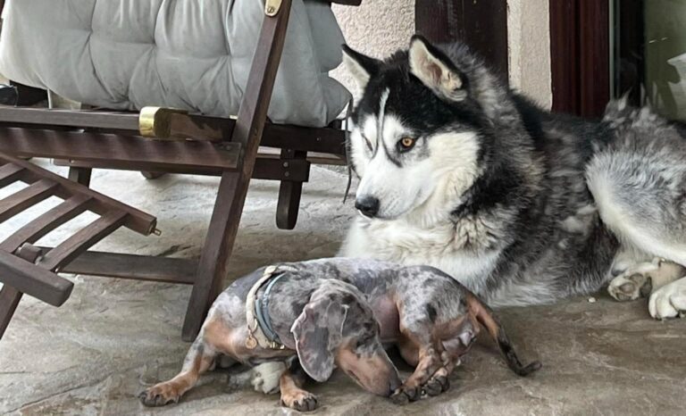 Cățelul Aris, un Husky prietenos, s-a pierdut în zona Fundeni