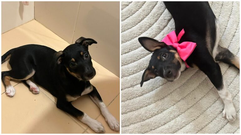 Chloe, o cățelușă adorabilă, își caută căsuță în București