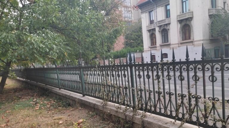 Iedera din Parcul Izvor, tăiată subit, stârnește îngrijorare în rândul bucureștenilor
