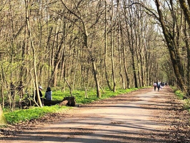 Mircea Fechet, fost ministru al Mediului: Rechinii imobiliari înoată nestingheriţi prin pădurea Băneasa