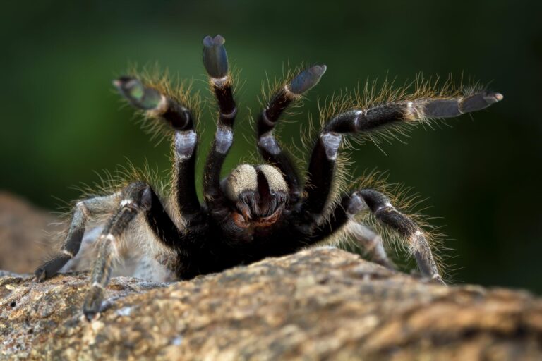 Tarantule vii la Muzeul Antipa, la o expoziție temporară 🕷️