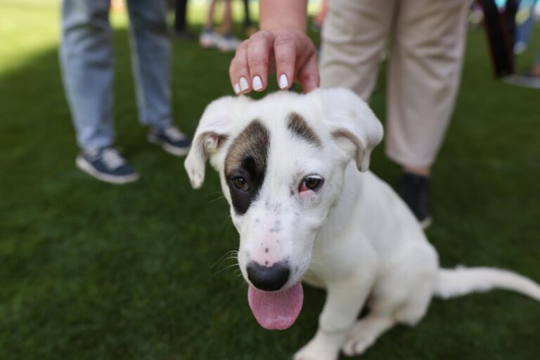 Târg de adopții căței în Park Lake, pe 6 septembrie