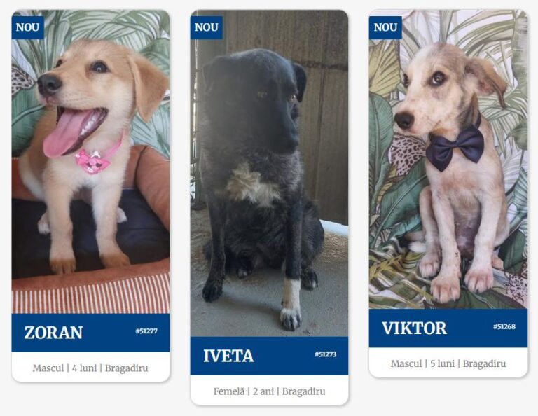 Târg de adopții căței la o cafenea din București și campanie de sterilizări gratuite