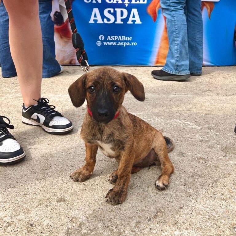 Târg de adopții căței pe 4 octombrie, de Ziua Internațională a Animalelor