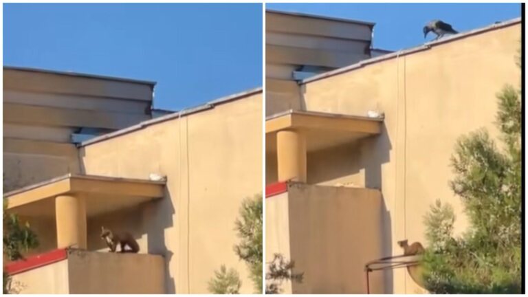 Un jder curios a fost observat în București, explorând zona Unirii