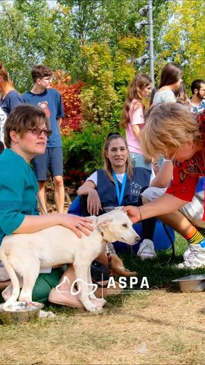 Un număr impresionant de câini și pisici adoptați la târgul de adopții