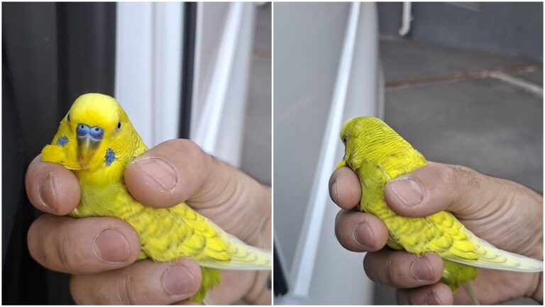 Un papagal galben a fost găsit în zona Bazinul Titan și a fost salvat de o bucureșteancă