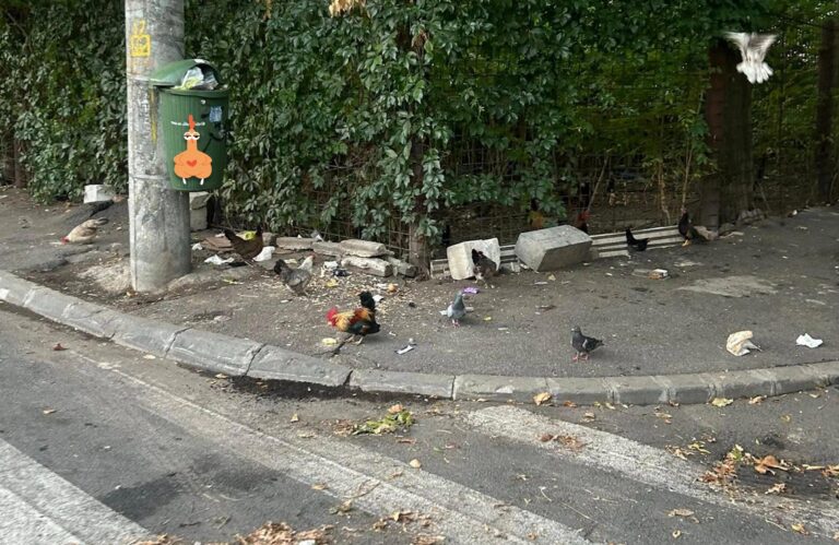 București, capitala găinilor crescute-n libertate?