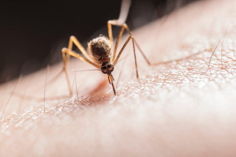 15 cazuri de infectare cu virusul West Nile înregistrate în București din iunie