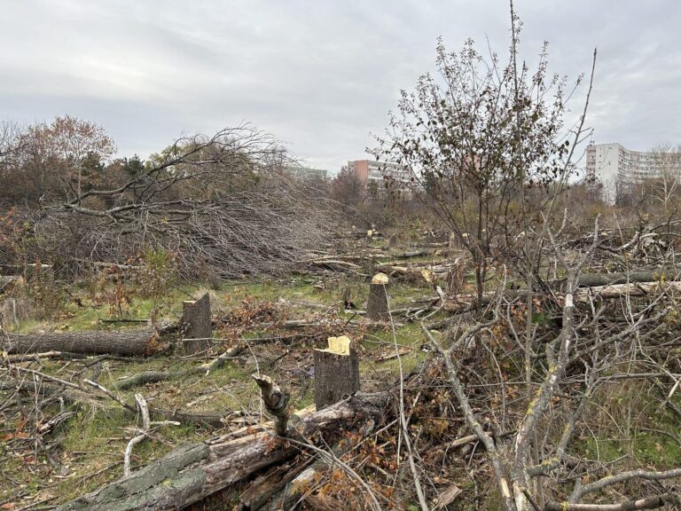 Activități artistice și ecologice în Parcul IOR pe 26 octombrie