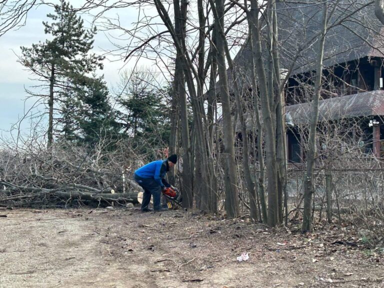 Amenzi reduse pentru defrișările ilegale în București, cu aviz general pentru primării