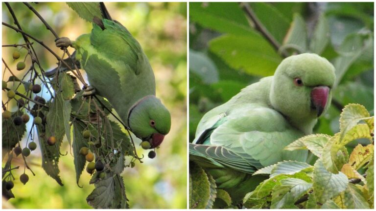 Au mai rămas doar trei papagali exotici în Parcul Tineretului din Capitală 🦜 Păsările verzi fac parte din specia Micul Alexandru