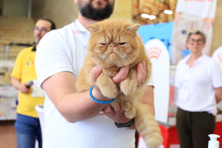Campionatul Mondial de Frumusețe Felină 2025, în weekend, la Romexpo