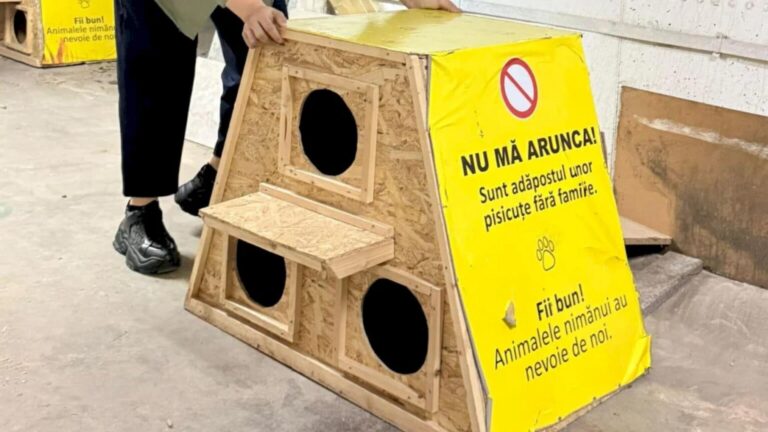 Căsuțe pentru pisicile fără stăpân din București și Ilfov 🐈 Protecția Animalelor Ilfov reia proiectul și anunță condițiile necesare pentru a fi solicitate