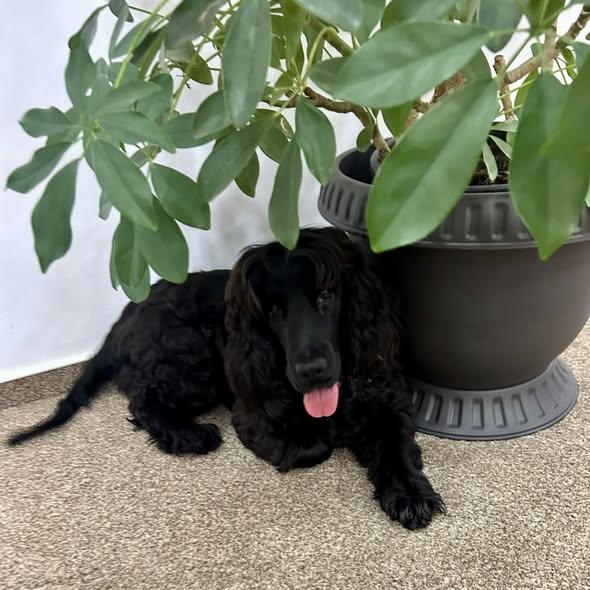 Cățelușa Cocker Spaniel Englez, lovită într-un restaurant din sectorul 3, a fost restituită proprietarului actual