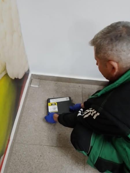 Încep tratamentele de combatere a șobolanilor în București