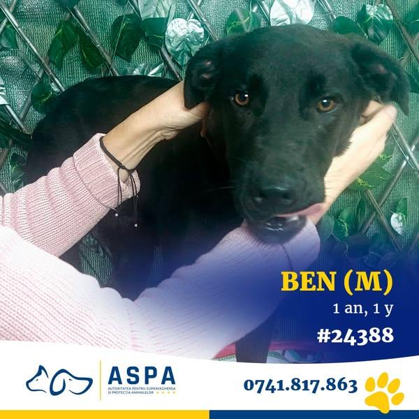 Întâlnește-i pe Ben și Beauty: Două povești de dragoste în căutarea unui cămin