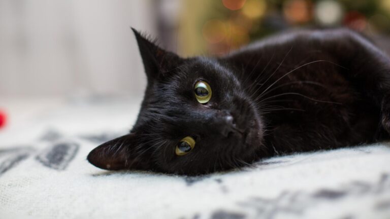 La mulți ani pisicilor negre! 🐈‍⬛ Muzeul Antipa sărbătorește ziua lor cu târg de adopții și ateliere pe 28 octombrie