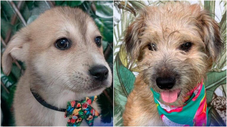 Max, Otto și alți 13 blănoși își caută familii la târgul de adopții indoor
