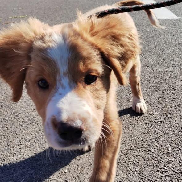 Obligația de sterilizare și microcipare a câinilor de rasă comună