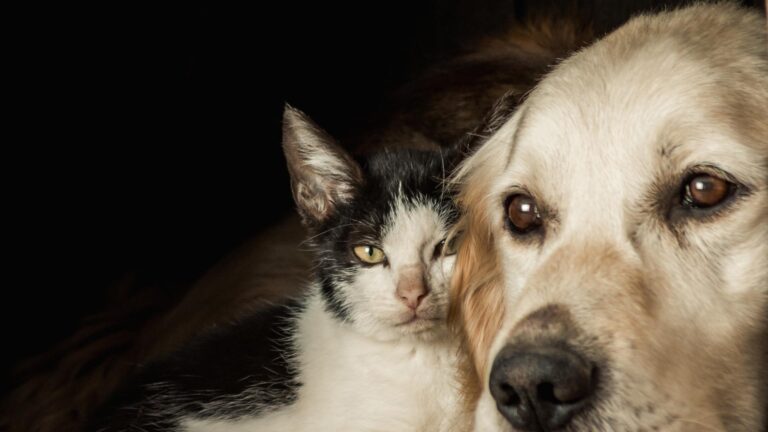 Pisici și căței, urcați la bord! ✈️ Tarom acceptă în avioane, în perioada 20-31 octombrie, mai multe animale de companie. Ce reguli trebuie respectate