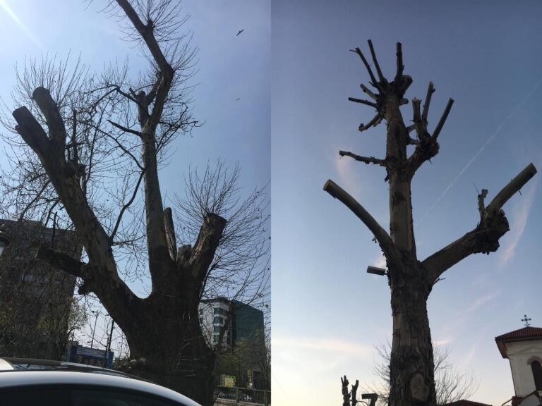 Primăriile de sector au primit liber la toaletarea arborilor, fără aviz de la Direcția de Mediu