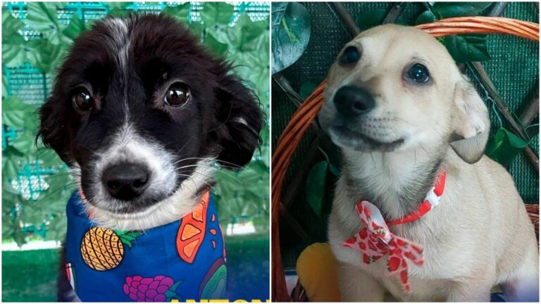 Ultimul târg de adopții ASPA în aer liber la Hornbach Balotești