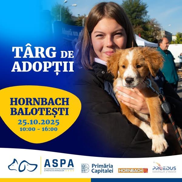 Ultimul târg de adopții în aer liber din acest an