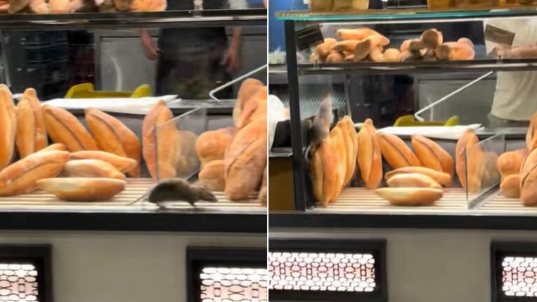 Un șobolan a fost surprins într-o brutărie de pe Bulevardul Basarabia