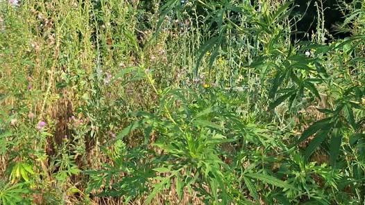 Verificări periodice pentru combaterea ambroziei în Sectorul 4